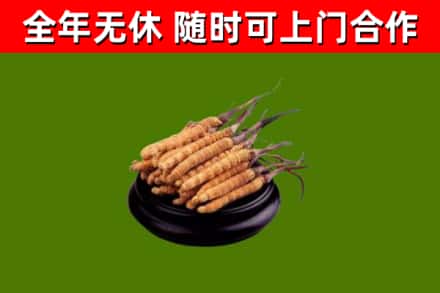 爱辉烟酒回收冬虫夏草.jpg